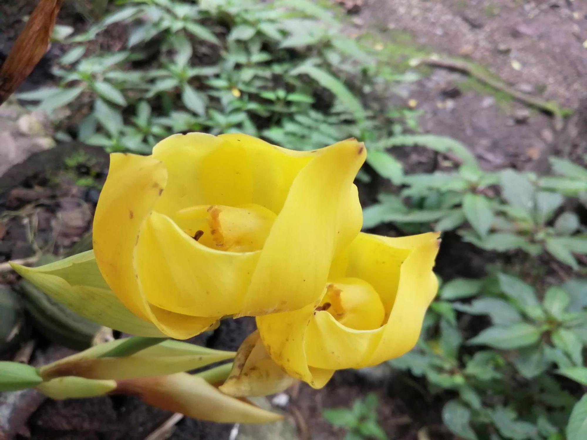 Refugio De Orquideas Villa Оксапампа Екстериор снимка