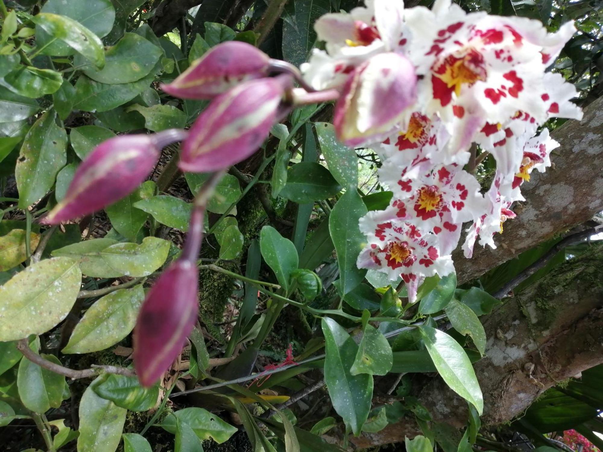 Refugio De Orquideas Villa Оксапампа Екстериор снимка