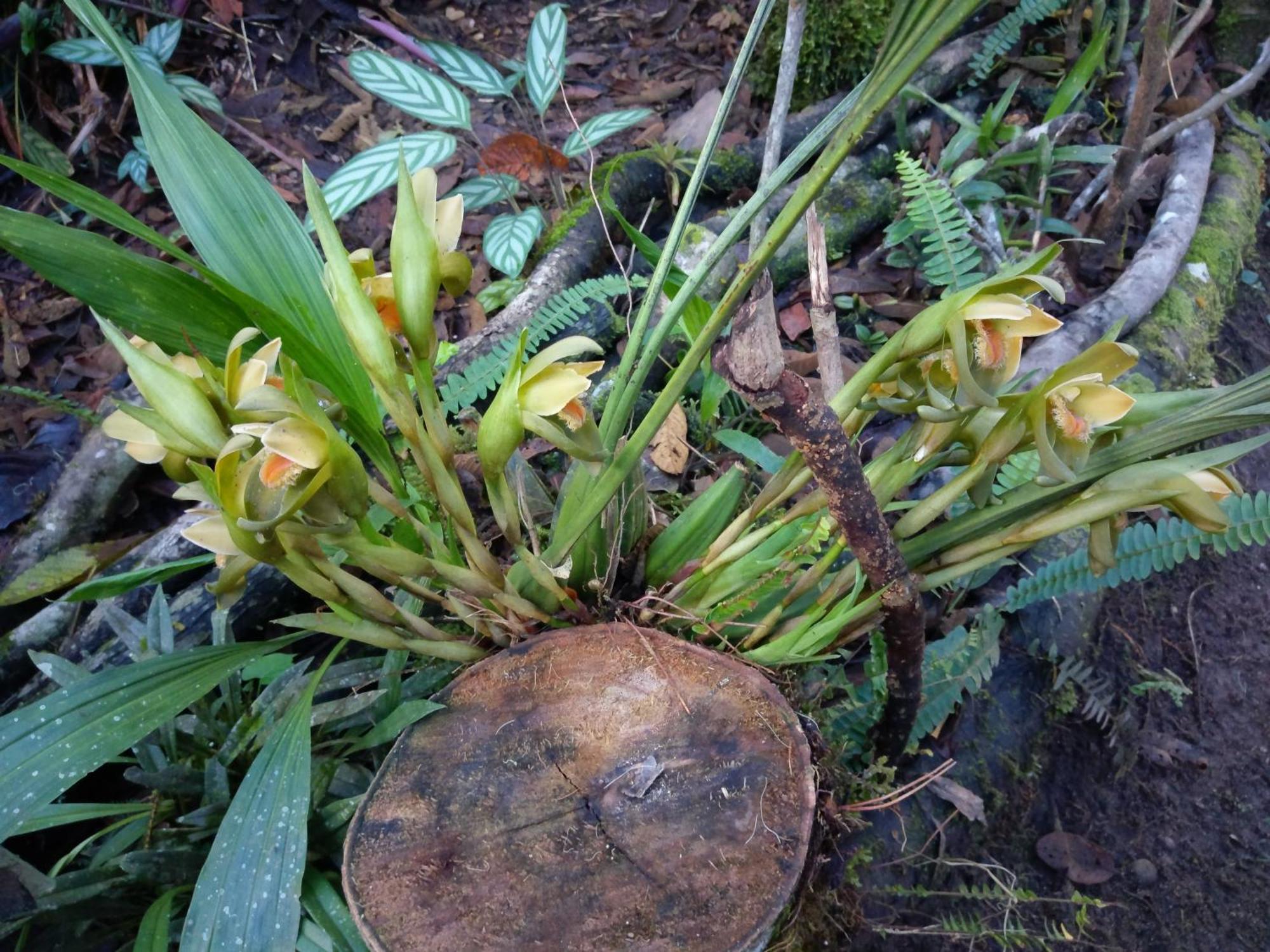Refugio De Orquideas Villa Оксапампа Екстериор снимка