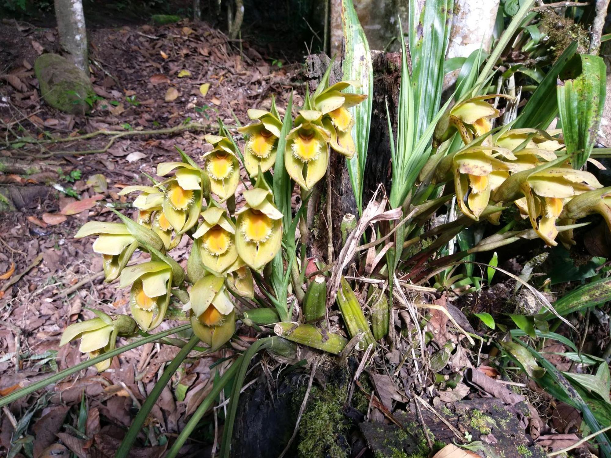 Refugio De Orquideas Villa Оксапампа Екстериор снимка
