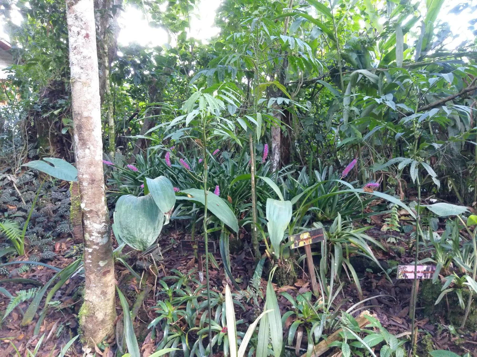 Refugio De Orquideas Villa Оксапампа Екстериор снимка