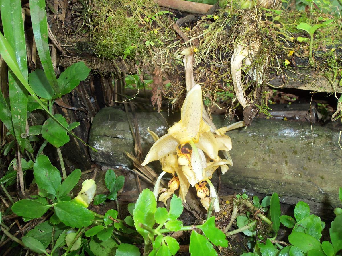 Refugio De Orquideas Villa Оксапампа Екстериор снимка